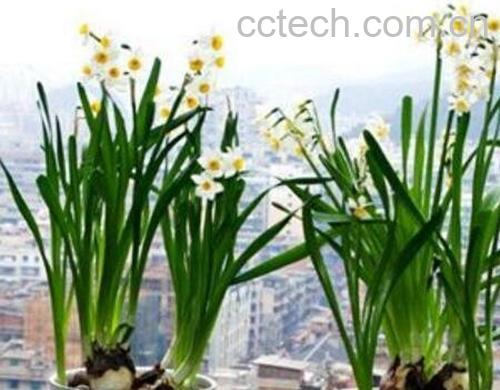 水仙花如何养殖方法-1