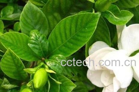 日本栀子花如何养殖-0