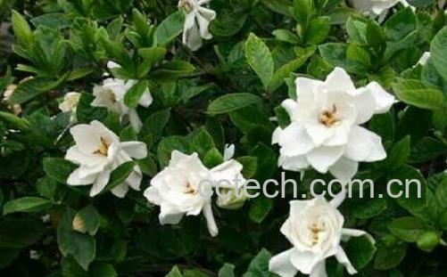 日本栀子花如何养殖-1