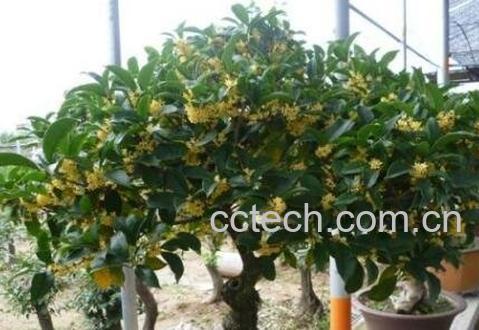 桂花如何室内养殖-0