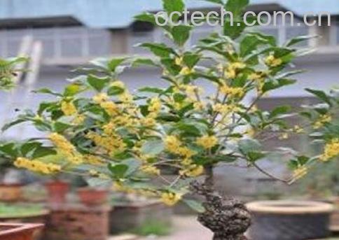桂花如何室内养殖-1