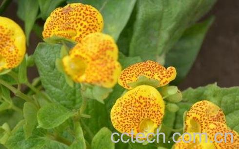 元宝花如何养殖方法-1