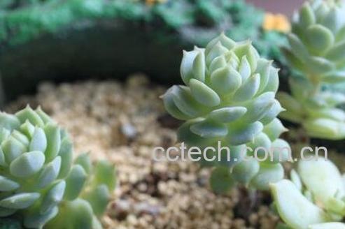 熊掌花怎么养 熊掌花多肉如何插接-0