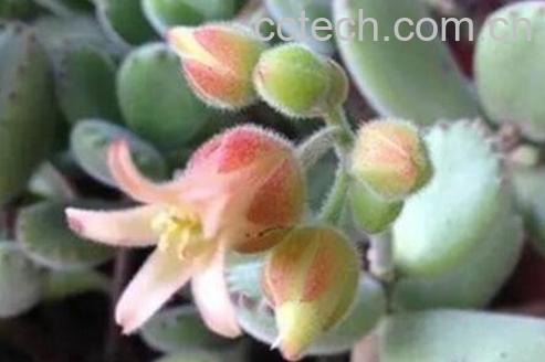 熊掌花怎么养 熊掌花多肉如何插接-1