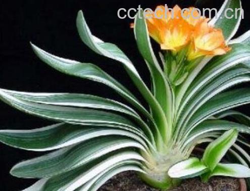 君子兰不开花怎么办-1