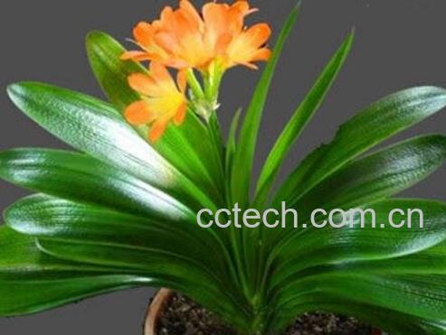 君子兰不开花怎么办-0