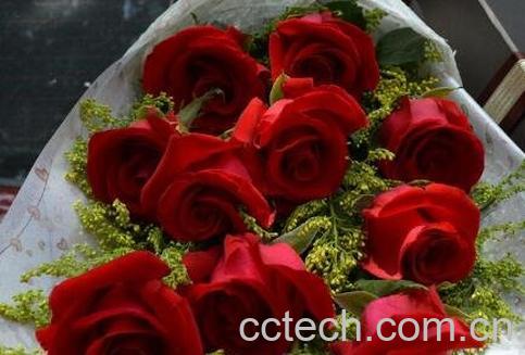 玫瑰花怎么保存-0