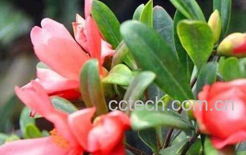 四季茶花养殖方法和注意事项-0