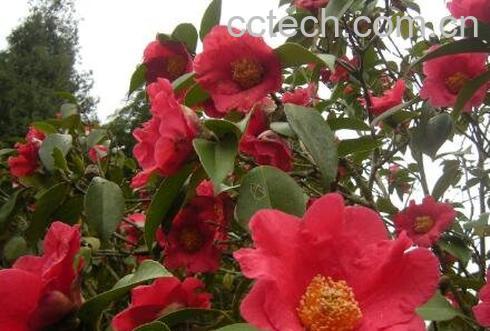 四季茶花养殖方法和注意事项-1