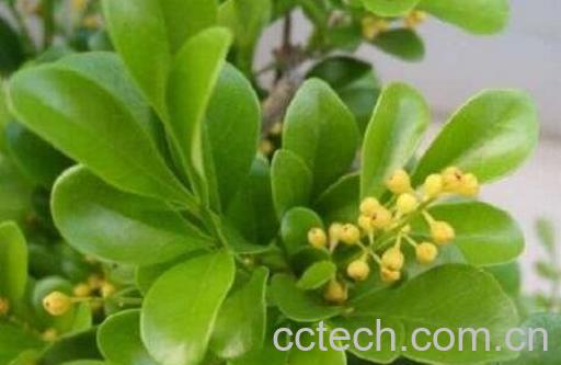 米兰花的养殖方法-1