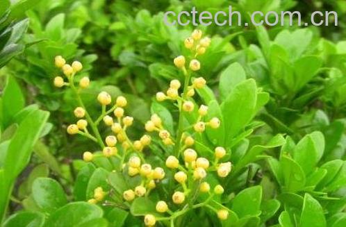 米兰花的养殖方法-0