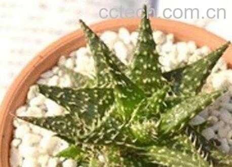 雪花芦荟的养殖方法-1