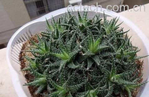 雪花芦荟的养殖方法-0