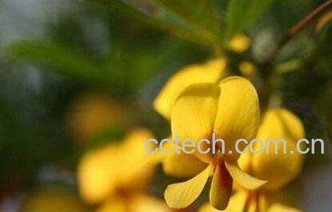 金雀花的养殖方法和注意事项-0