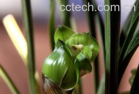 五瓣兰花的养殖方法-0