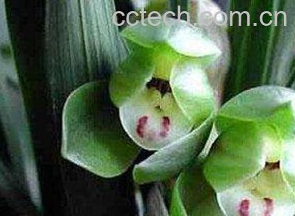 五瓣兰花的养殖方法-1