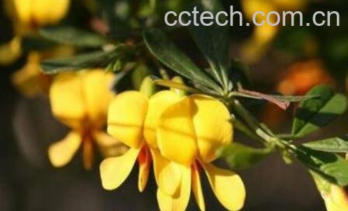 金雀花的养殖方法和注意事项-1