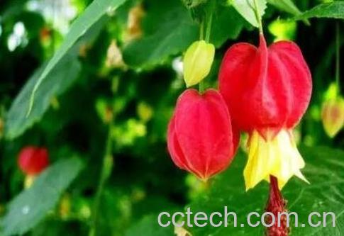 蔓性风铃花的养殖方法-0