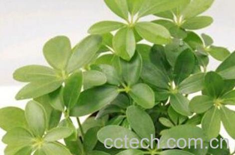 鸭爪花怎么养 鸭爪花的养殖方法-0