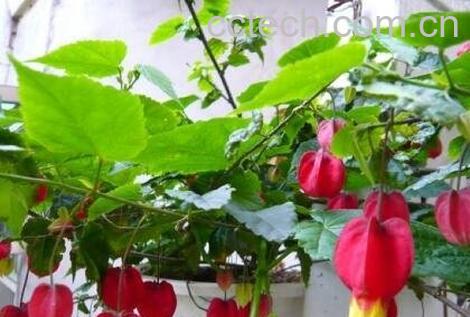 蔓性风铃花的养殖方法-1