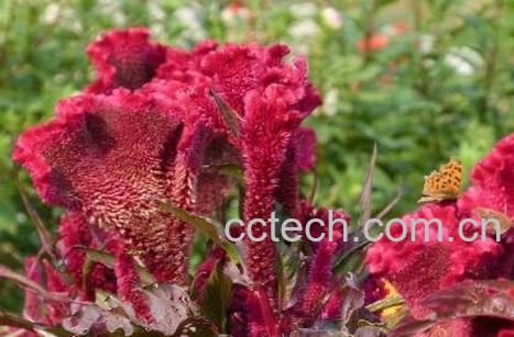 鸡冠花怎么养 鸡冠花的养殖方法-0