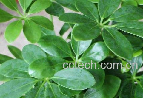 鸭爪花怎么养 鸭爪花的养殖方法-1