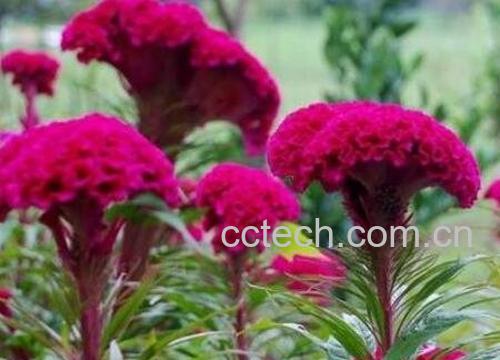 鸡冠花怎么养 鸡冠花的养殖方法-1