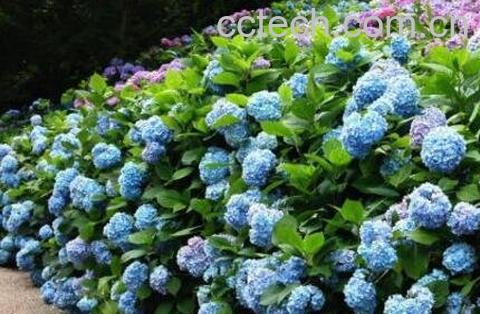 绣球花的养殖方法和注意事项-0