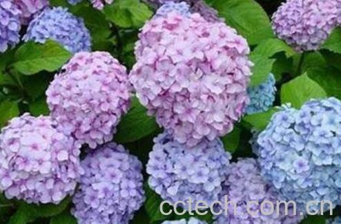 绣球花的养殖方法和注意事项-1