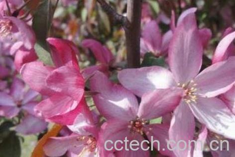 紫叶海棠花的养殖方法和注意事项-0