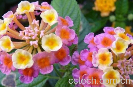 吉祥如意花的养殖方法-0