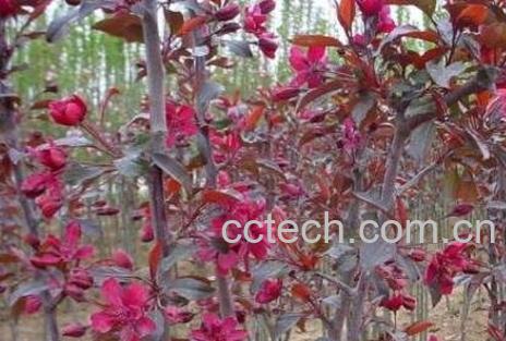 紫叶海棠花的养殖方法和注意事项-1