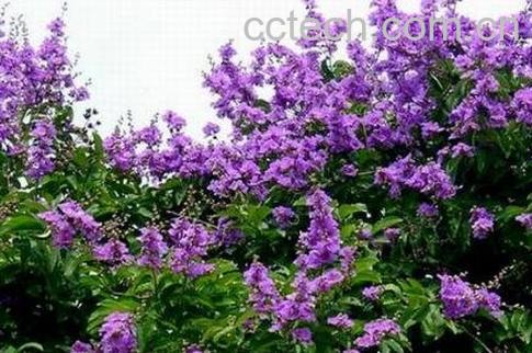 紫薇花的养殖方法和注意事项-0