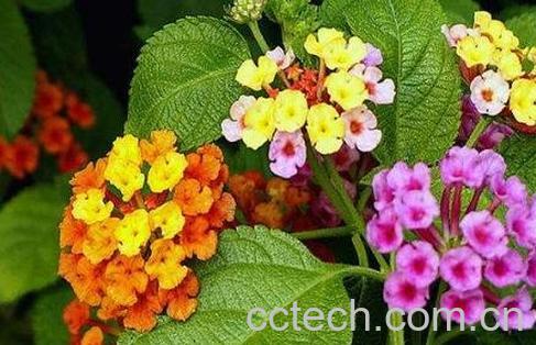 吉祥如意花的养殖方法-1