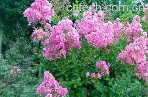 紫薇花的养殖方法和注意事项-1