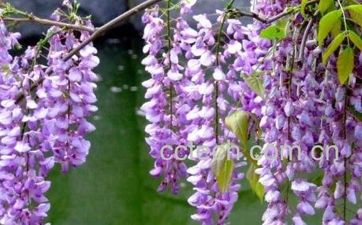 紫藤花养殖方法和注意事项-0