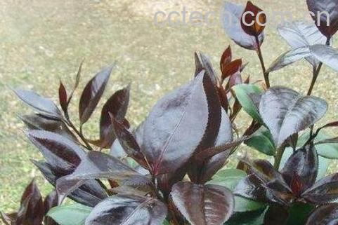 紫叶茶花的养殖方法-0