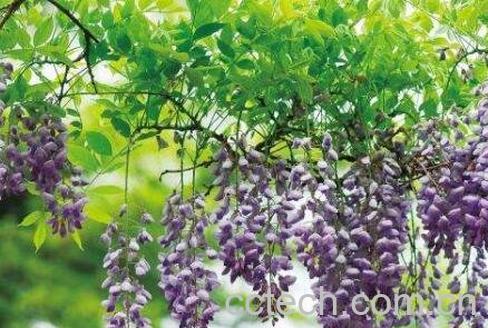 紫藤花养殖方法和注意事项-1
