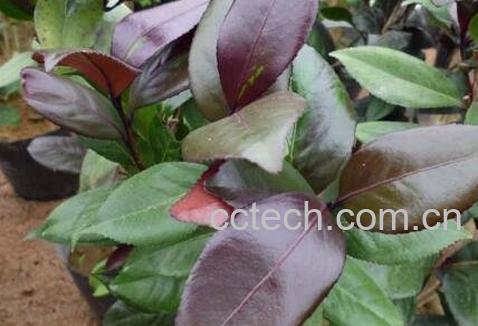 紫叶茶花的养殖方法-1
