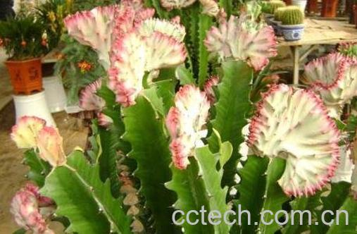 紫叶龙骨花的养殖方法-1