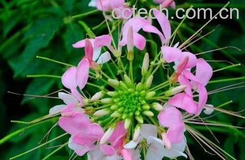 醉蝶花的养殖方法-0