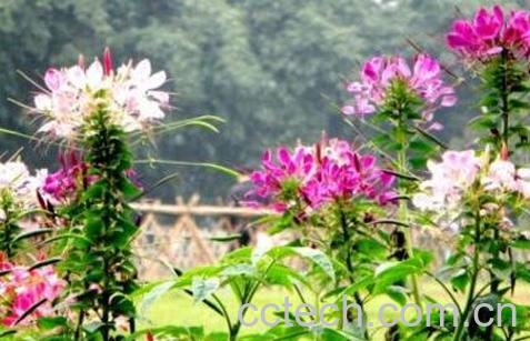 醉蝶花的养殖方法-1