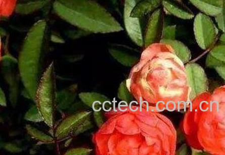 钻石玫瑰花的养殖方法-1