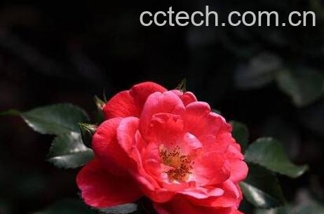 钻石玫瑰花的养殖方法-0