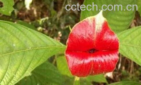 嘴唇花的养殖方法-0