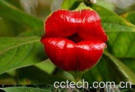 嘴唇花的养殖方法-1