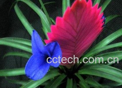 紫花凤梨的养殖方法和注意事项-1