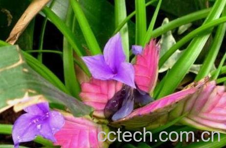 紫花凤梨的养殖方法和注意事项-0