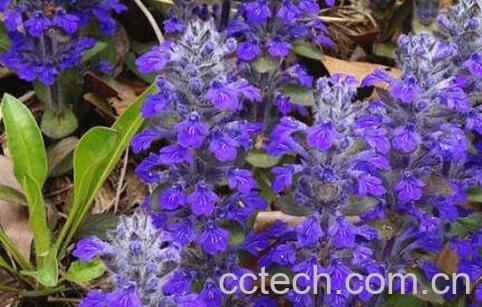 紫金露花的养殖方法-1