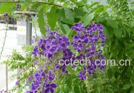 紫金露花的养殖方法-0